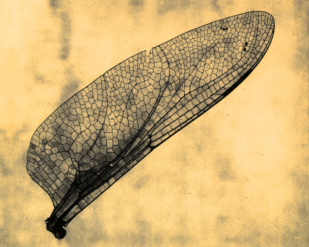 Dragonfly Wing (Yellow)
