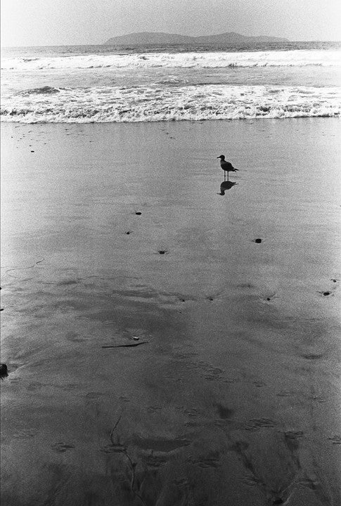 Bird on a Beach